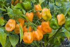 Scorpion Hollow Habanero Hot Sauce